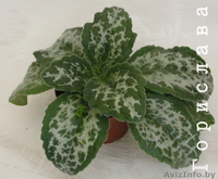 Хириты, фикус, лавр, шефлеру, другие растения   - Изображение #2, Объявление #321120