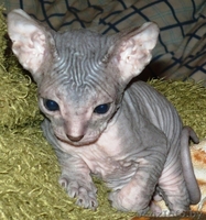 Котята на развес - Изображение #2, Объявление #375357