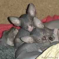 Котята на развес - Изображение #1, Объявление #375357