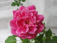 Хириты, фикус, лавр, шефлеру, другие растения   - Изображение #3, Объявление #321120