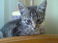 оттам в дар в добрые руки - Изображение #1, Объявление #401599