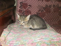 отдам котят с доставкой на дом - Изображение #1, Объявление #410819