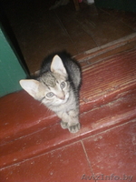 отдам котят с доставкой на дом - Изображение #2, Объявление #410819