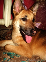 Молодая собака в дар - Изображение #4, Объявление #481898