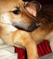 Молодая собака в дар - Изображение #2, Объявление #481898