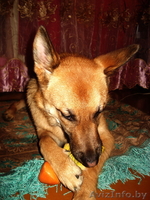 Молодая собака в дар - Изображение #3, Объявление #481898