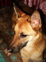 Молодая собака в дар - Изображение #1, Объявление #481898