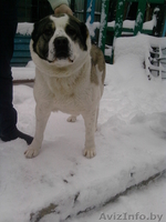 Среднеазиатская овчарка  - Изображение #1, Объявление #531970