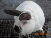 кролик калифорнийский - Изображение #4, Объявление #569860