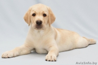 предлагаем щенков лабрадора - Изображение #1, Объявление #595603