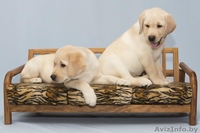 предлагаем щенков лабрадора - Изображение #3, Объявление #595603