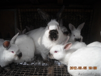 кролик калифорнийский - Изображение #2, Объявление #569860