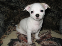 orlova_el72@mail.ru    - Изображение #2, Объявление #585885