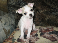 orlova_el72@mail.ru    - Изображение #3, Объявление #585885