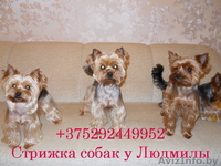 Стрижка йоркширских терьеров у Людмилы - Изображение #1, Объявление #620109