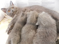 Британские котята 2.5 месяца. - Изображение #1, Объявление #656111