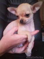 Щеннки чихуахуа - Изображение #1, Объявление #643435