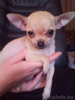 Щеннки чихуахуа - Изображение #2, Объявление #643435