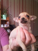 Щеннки чихуахуа - Изображение #3, Объявление #643435