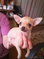 Щеннки чихуахуа - Изображение #4, Объявление #643435