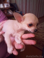 Щеннки чихуахуа - Изображение #5, Объявление #643435