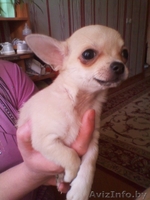 Щеннки чихуахуа - Изображение #6, Объявление #643435