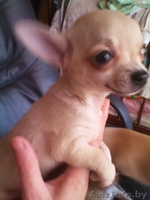 Щеннки чихуахуа - Изображение #7, Объявление #643435