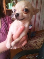 Щеннки чихуахуа - Изображение #8, Объявление #643435