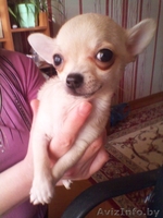 Щеннки чихуахуа - Изображение #9, Объявление #643435