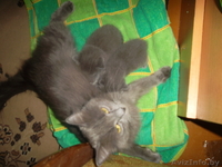 Очень редкие котята породы Нибелунг - Изображение #3, Объявление #657372