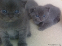 Шотландские котята, плюшевая шерсть, голубой окрас, приучены к лотку. - Изображение #1, Объявление #688164