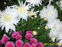 декоративные кустарники,садовые растения. - Изображение #3, Объявление #682480