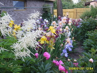 декоративные кустарники,садовые растения. - Изображение #1, Объявление #682480