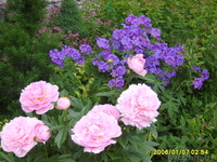 декоративные кустарники,садовые растения. - Изображение #4, Объявление #682480