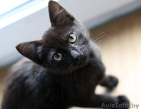 Котенок-девочка 2 месяца в дар (Могилев) - Изображение #3, Объявление #717537