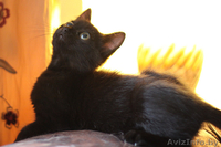 Котенок-девочка 2 месяца в дар (Могилев) - Изображение #5, Объявление #717537