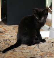 Котенок-девочка 2 месяца в дар (Могилев) - Изображение #6, Объявление #717537