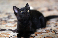 Котенок-девочка 2 месяца в дар (Могилев) - Изображение #1, Объявление #717537