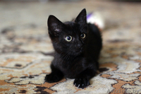 Котенок-девочка 2 месяца в дар (Могилев) - Изображение #2, Объявление #717537