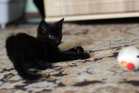 Котенок-девочка 2 месяца в дар (Могилев) - Изображение #7, Объявление #717537