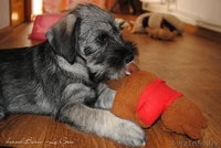 щенки Миттельшнауцера от Вице-Чемпиона Европы питомник! - Изображение #3, Объявление #762514