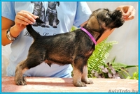 щенки Миттельшнауцера от Вице-Чемпиона Европы питомник! - Изображение #5, Объявление #762514