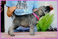 щенки Миттельшнауцера от Вице-Чемпиона Европы питомник! - Изображение #6, Объявление #762514
