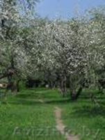 Жилой дом, 1992г.п.  Могилевское направление, 60 км. от МКАД - Изображение #2, Объявление #731140