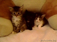 очаровательные котята в дар - Изображение #2, Объявление #782599