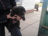 Щенки в  добрые руки - Изображение #4, Объявление #796014