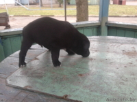 Щенки в  добрые руки - Изображение #3, Объявление #796014