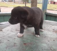 Щенки в  добрые руки - Изображение #1, Объявление #796014