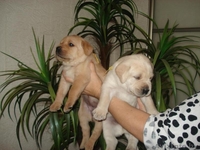 отличный друг лабрадор ретривер - Изображение #2, Объявление #787793