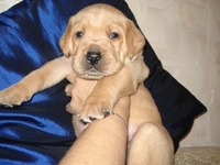 отличный друг лабрадор ретривер - Изображение #3, Объявление #787793